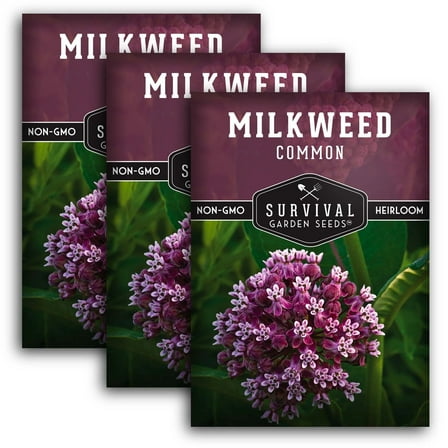 3 Packs Common Milkweed Seeds - Non-GMO Heirloom Full Sun Perennial Flower