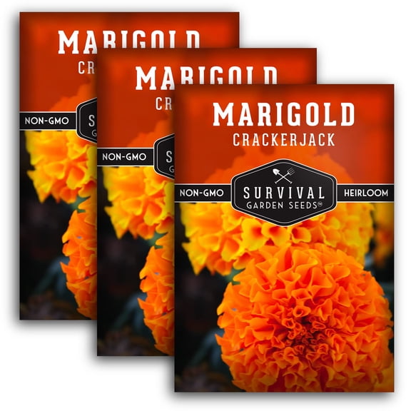 Crackerjack Marigold Seeds - Full Sun Annual Flower - 3 Packs