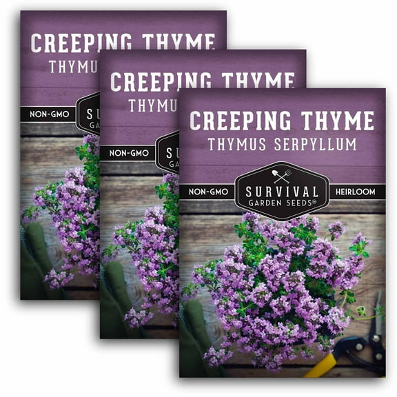Creeping Thyme Seeds - Ground Cover - Non-GMO Heirloom Perennial Full Sun Herb - 3 Packs