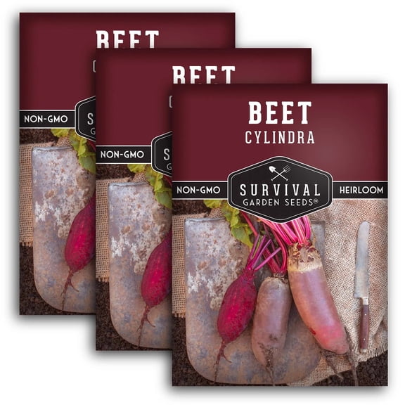 Cylindra Red Beet Seeds - Non-GMO Heirloom Full Sun Biennial Vegetable - 3 Pack