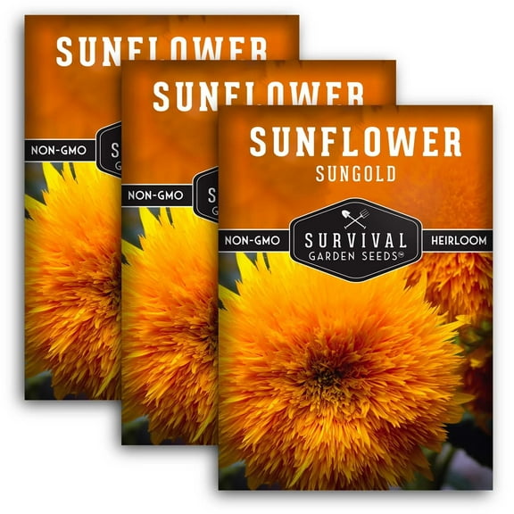 3 Packs Dwarf Sungold Sunflower Seeds - Full Sun - Annual
