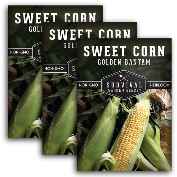 3 Packs Golden Bantam Sweet Corn Seeds - Non-GMO Heirloom Full Sun Annual Vegetable