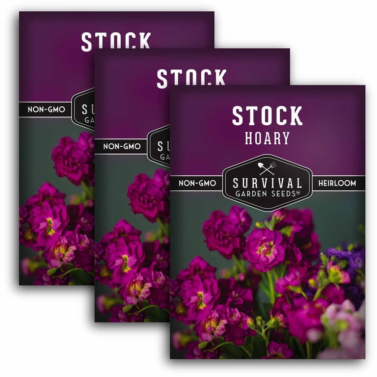 3 Packs Hoary Stock Seeds - Matthiola Incana - Heirloom Biennial Full Sun  Flower - Walmart.com
