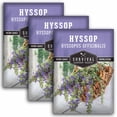 thumbnail image 1 of 3 Packs Hyssop Seeds - Hummingbird Mint - Non-GMO Heirloom Perennial Full Sun Herb, 1 of 6