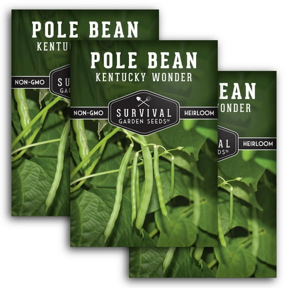 3 Packs Kentucky Wonder Pole Bean Seed - Non-GMO Heirloom Full Sun Annual Vegetable