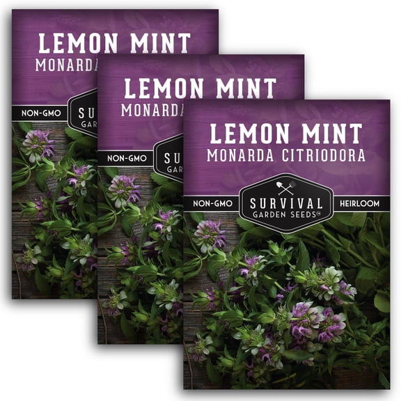Lemon Mint Bee Balm Seeds - Perennial Full Sun Herb - 3 Packs