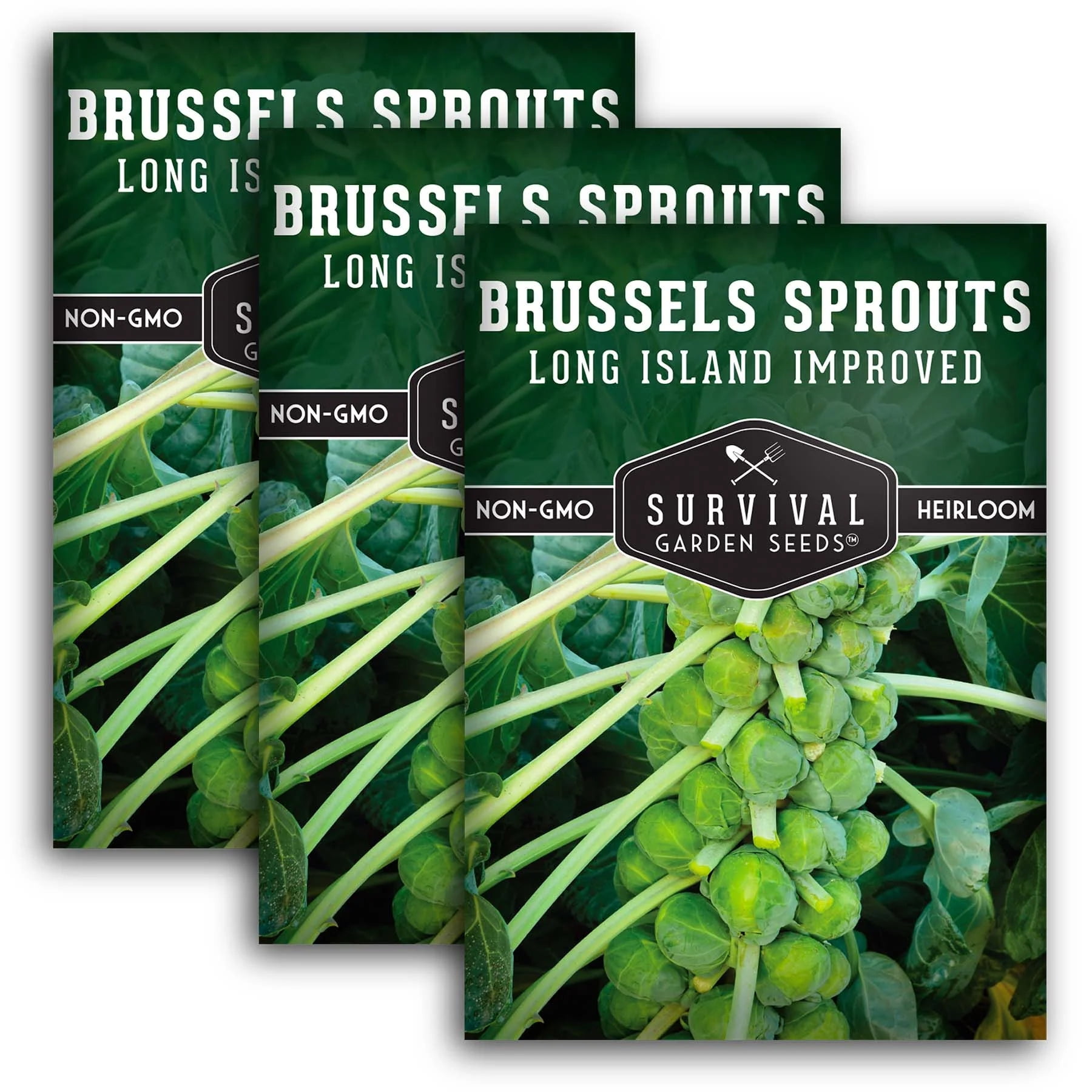 3 Packs Long Island Improved Brussels Sprouts Seed NonGMO Heirloom