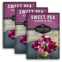 3 Packs Mammoth Sweet Pea Seeds Mix - Non-GMO Heirloom Full Sun Annual Flower