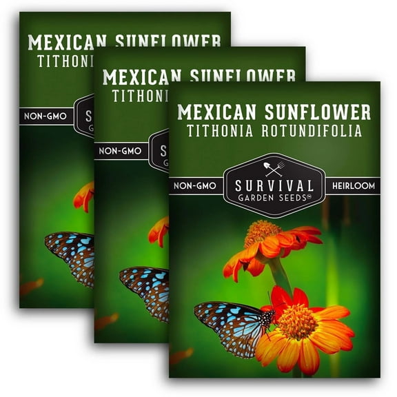 3 Packs Mexican Sunflower Seeds - Heirloom Full Sun Annual Flower