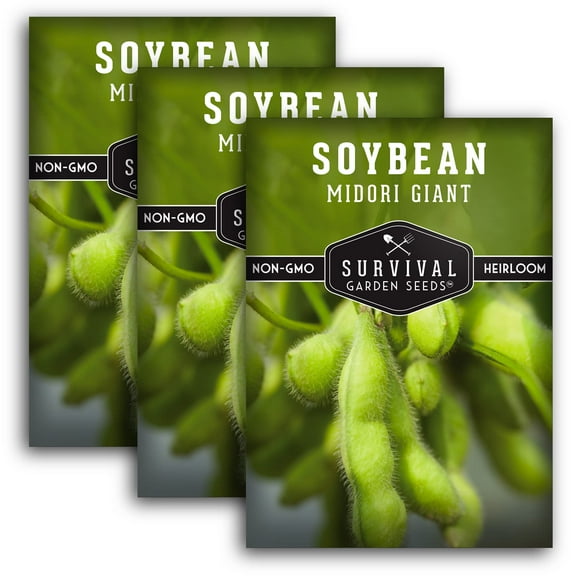 3 Packs Midori Giant Soybean - Non-GMO Heirloom Full Sun Annual Vegetable