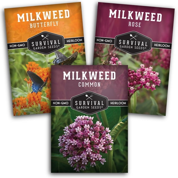 Milkweed Flower Seeds 3 Pack - Butterfly, Common, Swamp - Full Sun Perennial