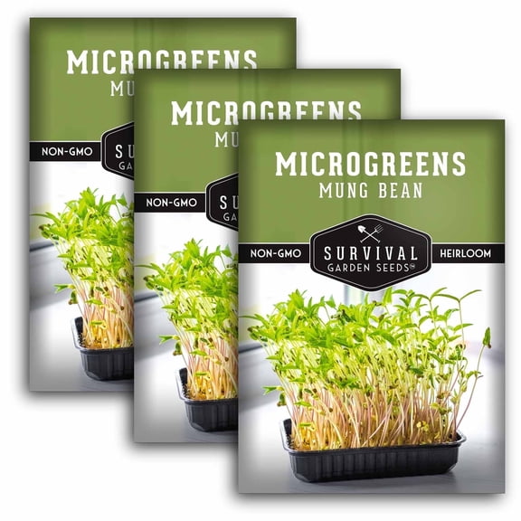 Mung Bean Microgreens Seeds for Sprouting - Annual Full Sun Vegetable - 3 Packs