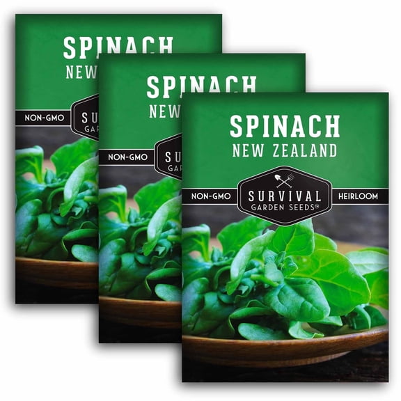 New Zealand Spinach Seeds - Heirloom Annual Full Sun Vegetable - 3 Packs