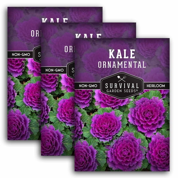3 Packs Ornamental Kale Seeds - Non-GMO Heirloom Biennial Full Sun Vegetable