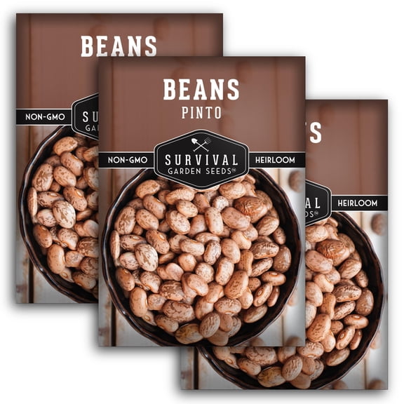 3 Packs Pinto Bean Seeds - Mottled / Peruano Beans - Non-GMO Heirloom Annual Full Sun - Open-Pollinated & Untreated