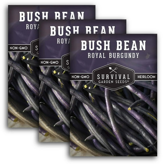 3 Packs Royal Burgundy Bush Bean Seeds - Non-GMO Heirloom Full Sun Annual Vegetable