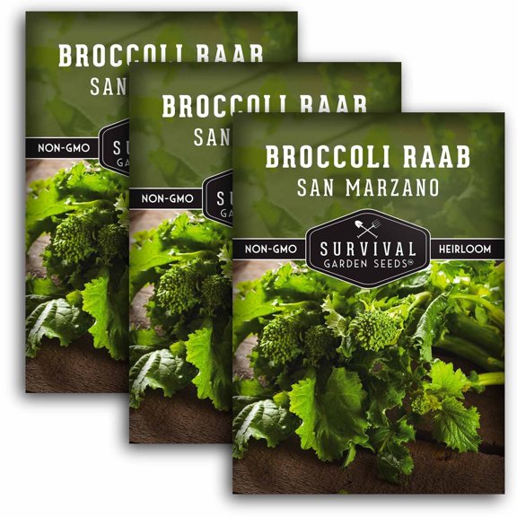 3 Packs San Marzano Broccoli Raab Seeds - Rabe or Rapini - Heirloom Biennial Full Sun Vegetable