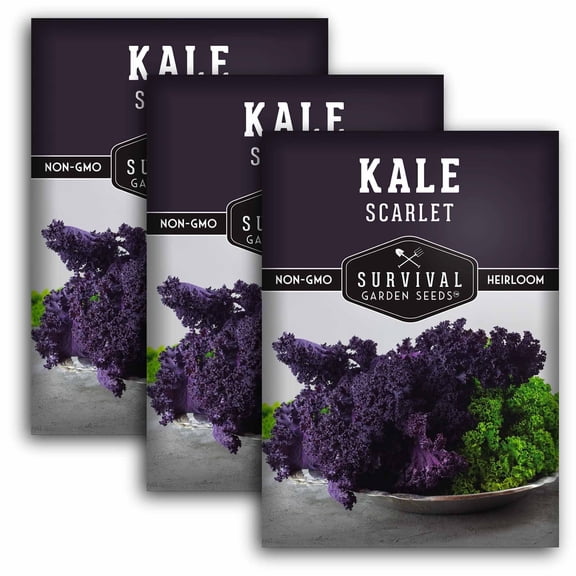 3 Packs Scarlet Kale Seeds - Ornamental Kale - Non-GMO Heirloom Biennial Full Sun Vegetable