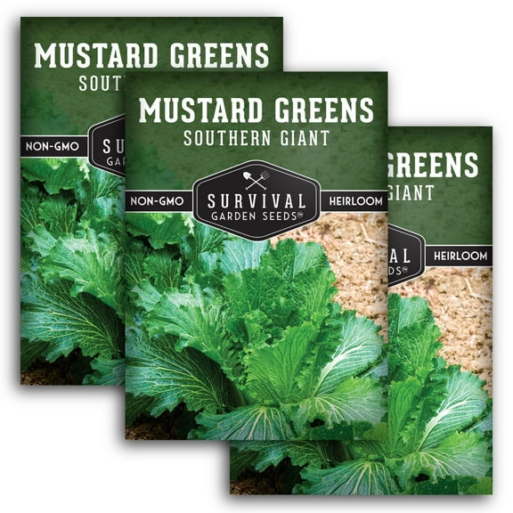 3 Packs Southern Giant Mustard Greens Seeds - Non-GMO Heirloom Full Sun Biennial Vegetable