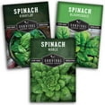 thumbnail image 1 of 3 Packs Spinach Seed Collection - Full Sun Annual Vegetable Seeds, 1 of 9