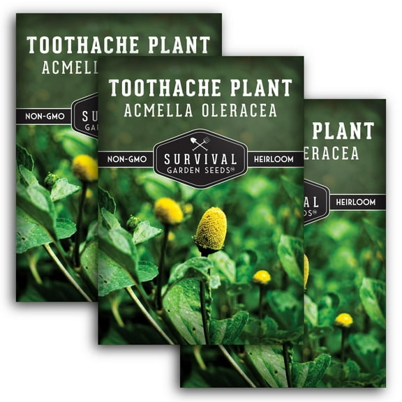 Toothache Plant Seeds - Non-GMO Heirloom Annual Full Sun Herb - 3 Packs
