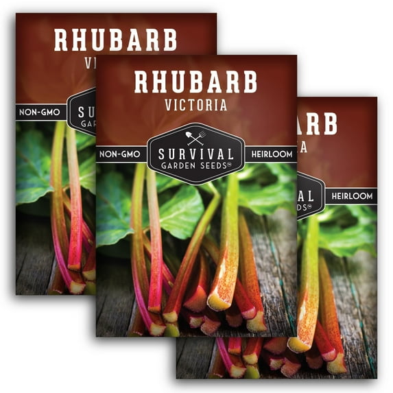 3 packs Victoria Rhubarb Seeds - Non-GMO Heirloom Full Sun Perennial Vegetable