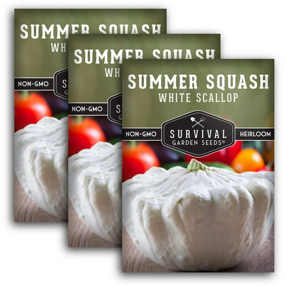 3 packs White Scallop Summer Squash Seeds - Non-GMO Heirloom Full Sun Annual Vegetable