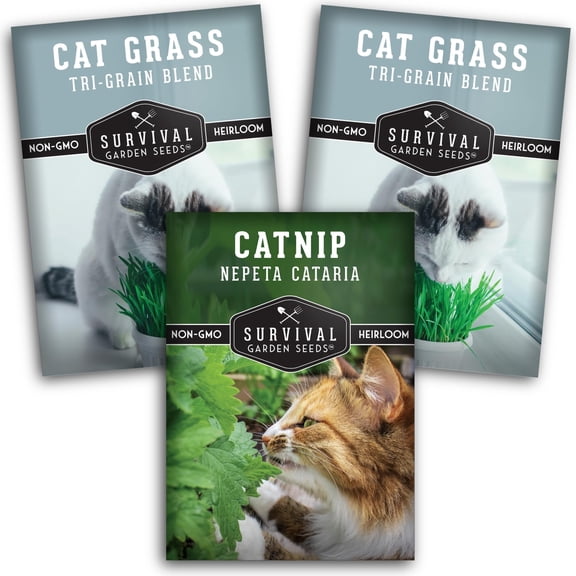 Catnip Herb & Cat Grass 3 Pack - Full Sun, Perennial