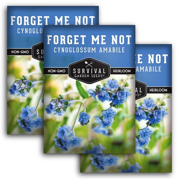 Forget-Me-Not Seeds - Heirloom Full Sun Annual Flower - 3 Packs