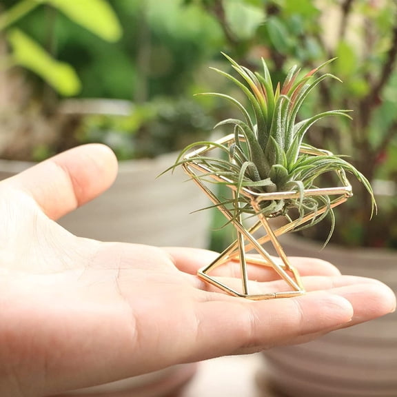 3 Pcs Geometric Air Plant Holder Metal Stand for Tillandsia Desktop Decor