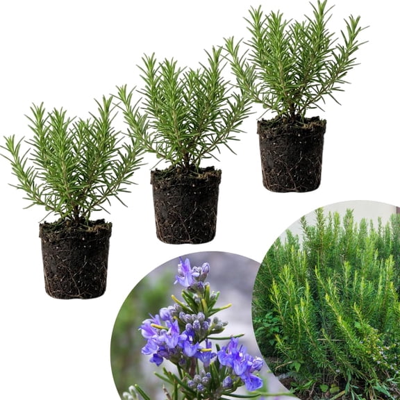 3 Pcs Rosemary Plants Live, Blue Rosemary Herb Bush for Planting, Fragrant and Edible Leaves, Easy Care for Zones 8 to 11, 4-6 Inches Height