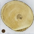 thumbnail image 1 of 3 Pcs, Tree Trunk Wood Slices Large for Craft Project Needs, 1 of 2