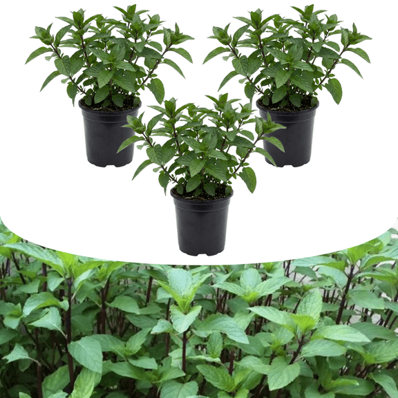 3 Peppermint Mint Plants, Live Mint Plants, 3-5'' Tall, Live Edible and Fragrant Herb Plant