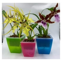 3 Perfect Orchid Planter, Plastic Planter Pot, Orchid Pots with Holes Mesh Net Orchid Planter Flower Pots for Home Decoration 3 Inner Baskets & 3 Outer Planters Included (Blue, Small 4 inches)