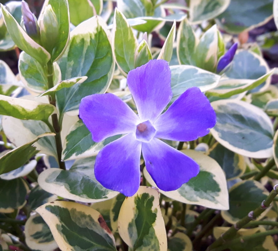 3 Periwinkle Vinca Plants Live, Trailing Variegated Vinca Major Live ...