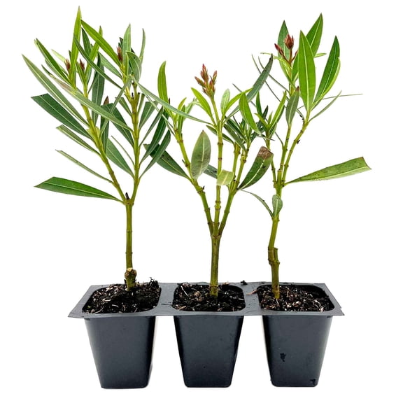 3 Petite Pink Oleander – Dwarf Evergreen Pink Flowering Shrub for Hedges, Borders & Containers (Nerium oleander ‘Petite Pink’) in 2.5″ Cubes, Live Plants