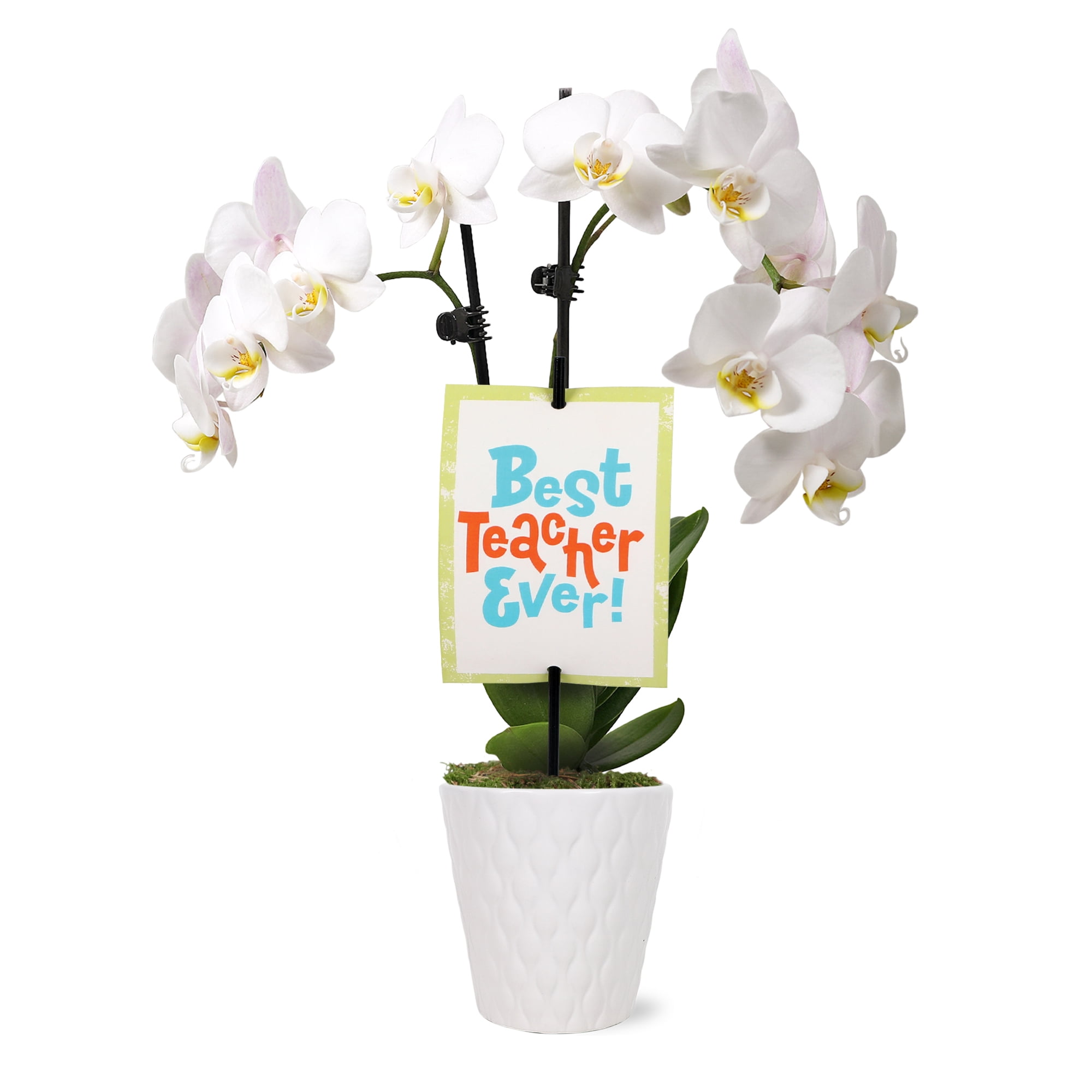 3" Petite White Orchid in Evi White Planter – Best Teacher Ever