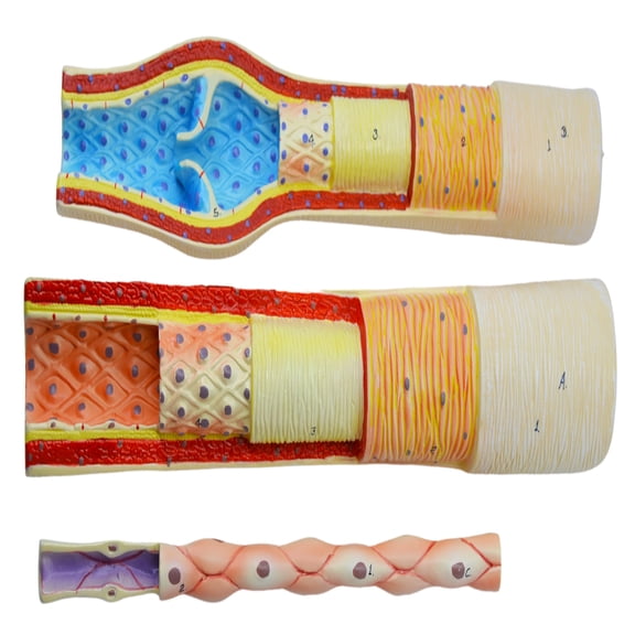3 Piece Artery, Vein and Capillary Model Set, 13 Inch - Enlarged - Numbered - Cross Sections - Eisco Labs