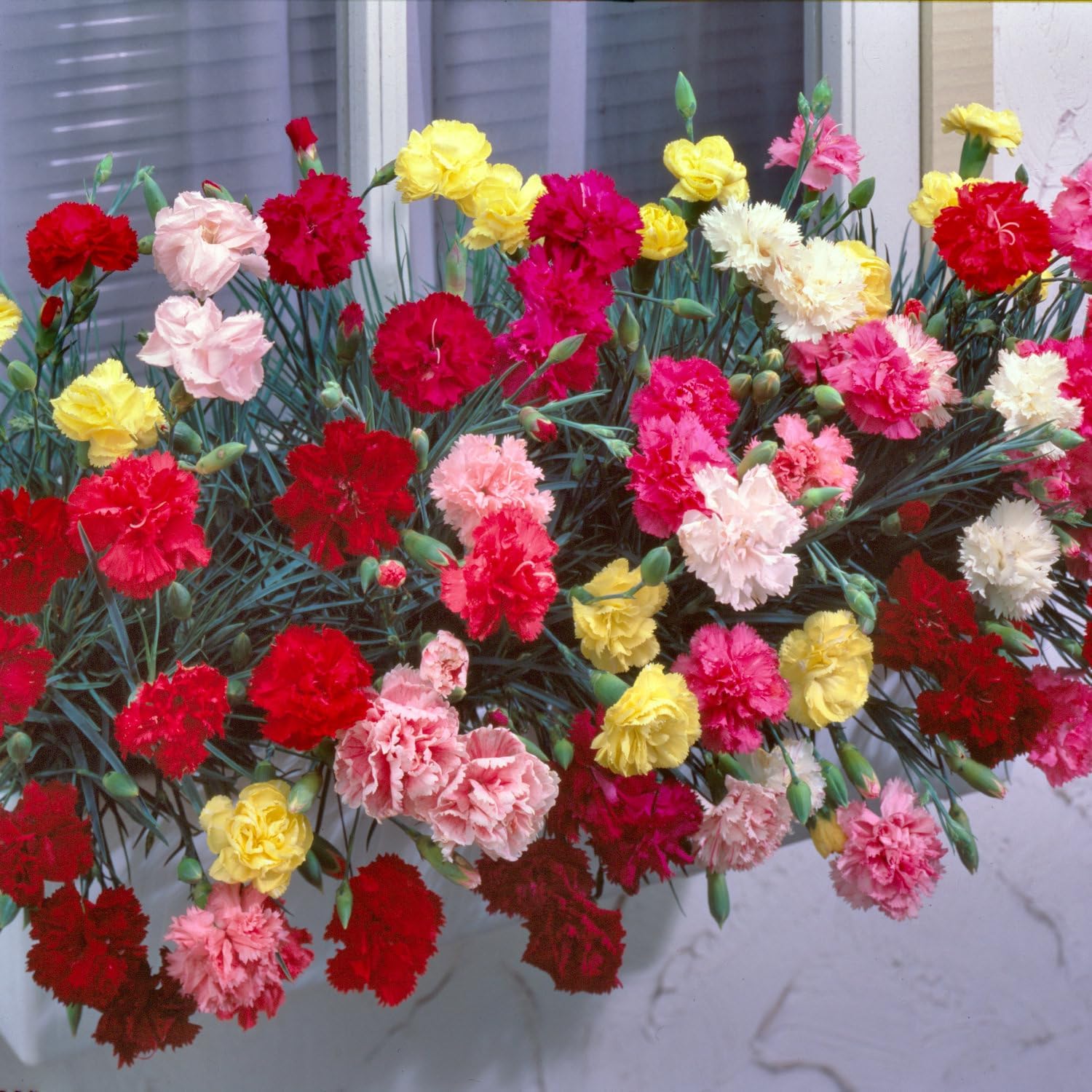 3 Piece Carnation Mix, Colorful Flower Blend Carnation Seeds Chabaud