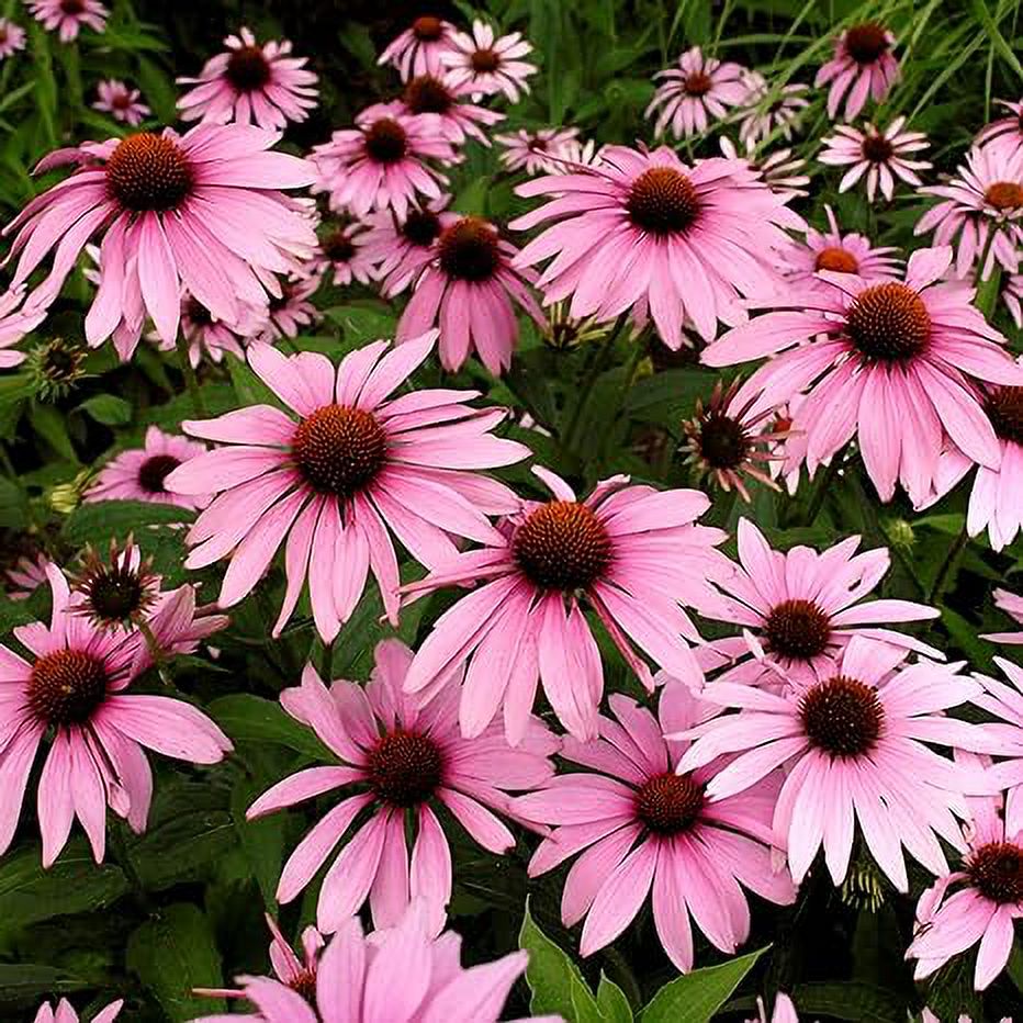 3 Piece Native Coneflowers, Echinacea Purpurea Purple, Coneflower