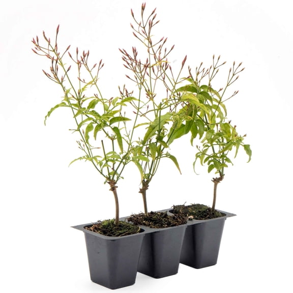 3 Pink Jasmine – Highly Fragrant White-Blooming Evergreen Climbing Vine for Trellises, Fences & Containers – (Jasminum polyanthum) in 2.5″ Cubes, Live Plants