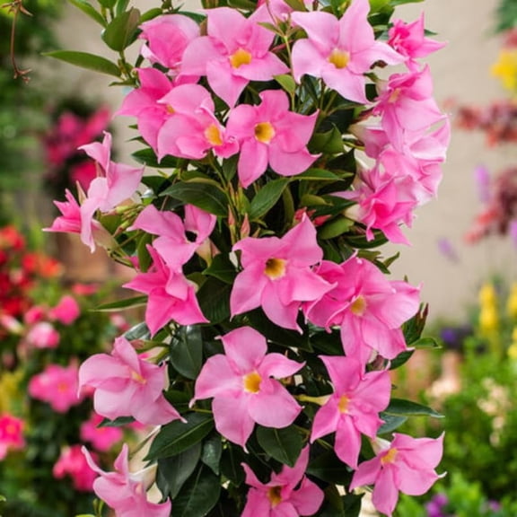 3 Pink Mandevilla Plants Live, 5-10 Tall Flowering Mandevilla Vines for Trellis, Outdoor Patio, Garden Pots, Trailing Mandevilla Seedlings