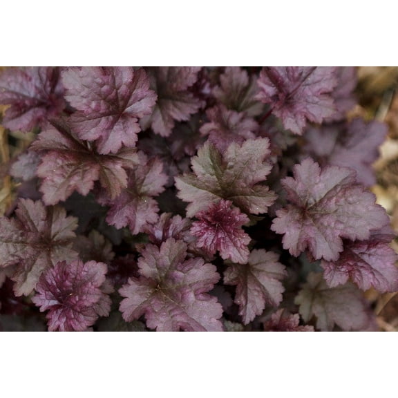 3 Plum Pudding Heuchera/ Coral Bells in 4 Inch Pot