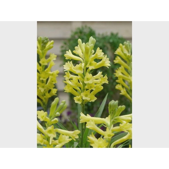3 Polianthes Super Gold, Tuberorsa, Bareroot