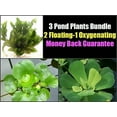 thumbnail image 1 of 3 Pond Plants Bundle - Water Lettuce, Water Hyancinth and Hornwort, 1 of 4