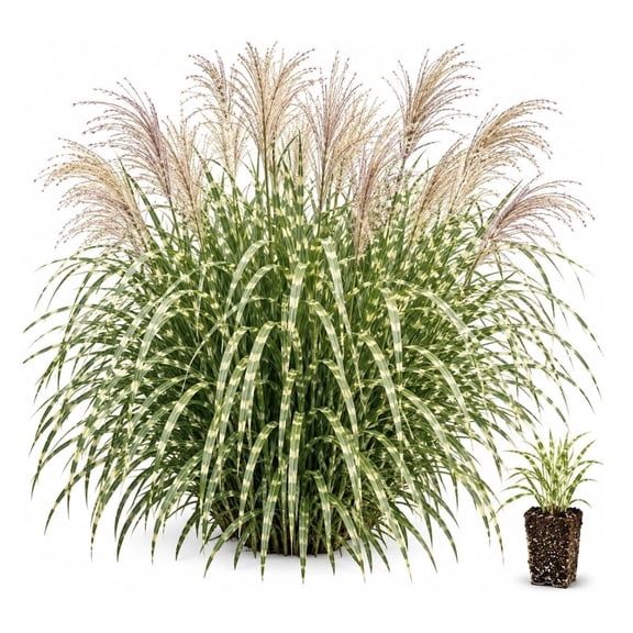 3 Porcupine Miscanthus Live Plant Plugs Miscanthus sinensis Ornamental Grass Green Foliage with Horizontal Cream Stripes Tall Perennial Landscape Grass, 3 Plugs
