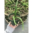 thumbnail image 1 of 3" Potted Dragon Fruit Live Plant - 3 to 5" Tall - Hand Picked Nursery…, 1 of 4