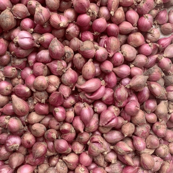 3 Pound Shallot Bulb Garden Vegetable, Shallot Bulbs for Home Growing