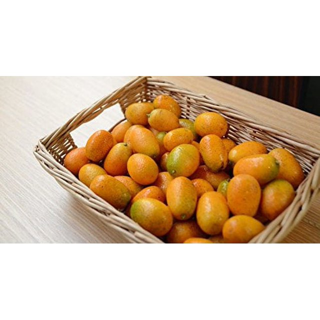 3 Pounds (lbs) of Fresh Oval Kumquats Farm Grown in Southern California