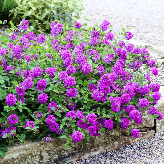 3 Purple Verbena Plants Live, Hardy Perennial Flower, 4-8 Inches Tall, Outdoor Garden Plant